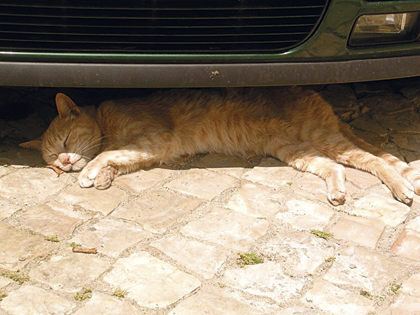 Luie kater Werff column Zomer2015